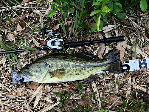 ブラックバスの釣果