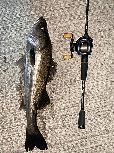 シーバスの釣果