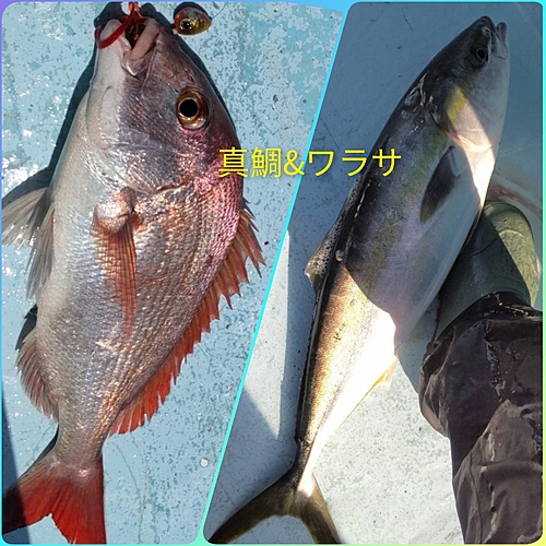 マダイの釣果