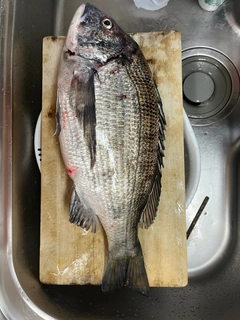 クロダイの釣果