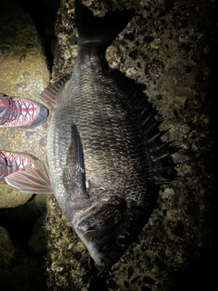 チヌの釣果