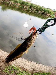 ライギョの釣果