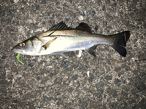 セイゴ（マルスズキ）の釣果