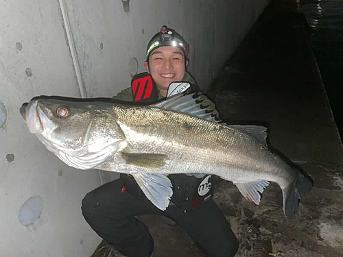 スズキの釣果