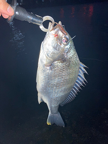 キビレの釣果