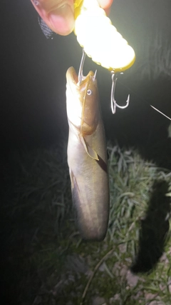 ナマズの釣果