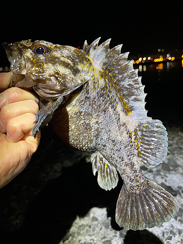 ハチガラの釣果