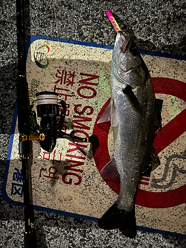 シーバスの釣果