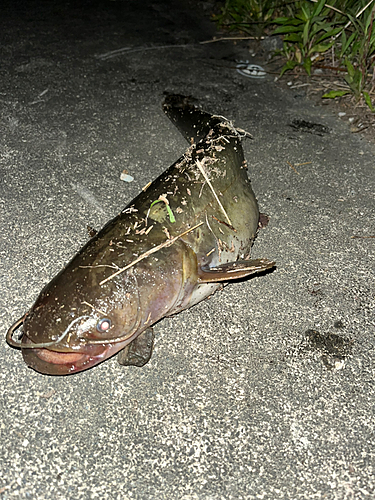 ナマズの釣果