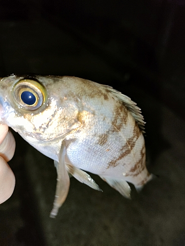 タケノコメバルの釣果