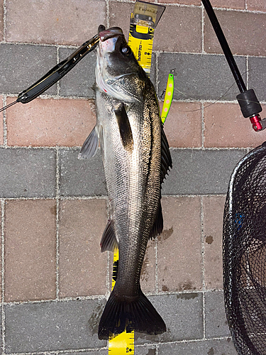 シーバスの釣果