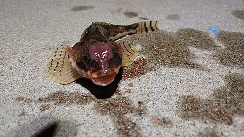 カジカの釣果