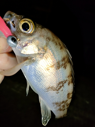 タケノコメバルの釣果