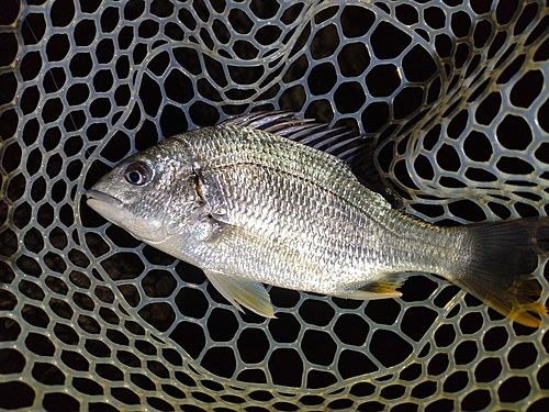 キビレの釣果