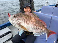 マダイの釣果