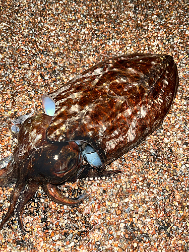 コウイカの釣果