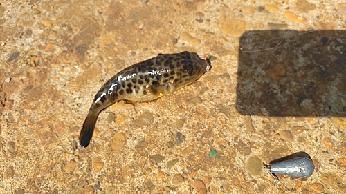 フグの釣果