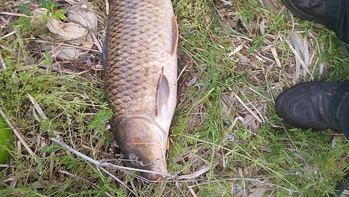 コイの釣果