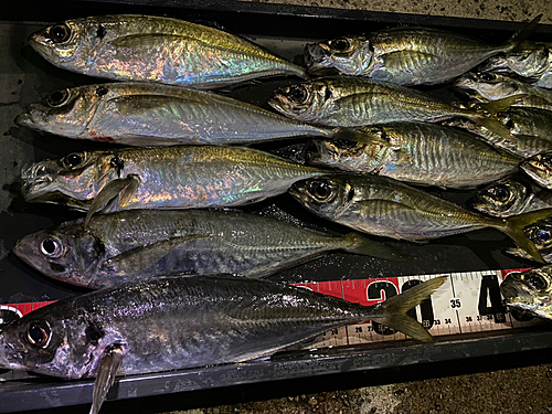 アジの釣果