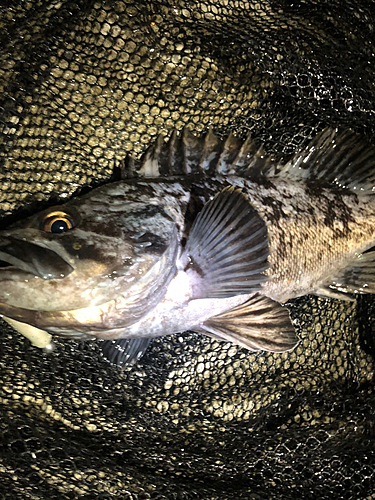 クロソイの釣果