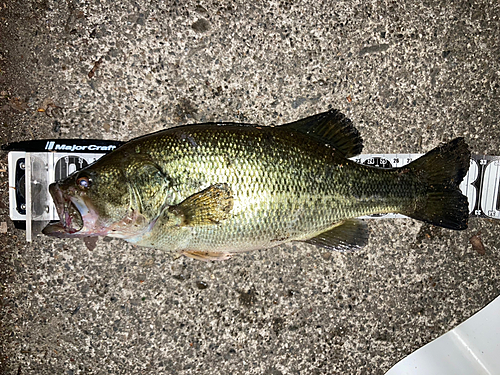 ブラックバスの釣果