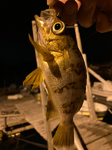 メバルの釣果