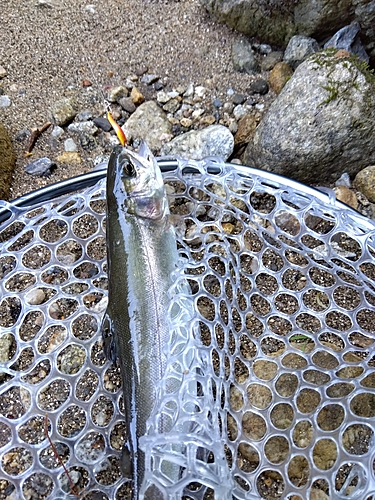 ニジマスの釣果