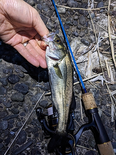 セイゴ（マルスズキ）の釣果