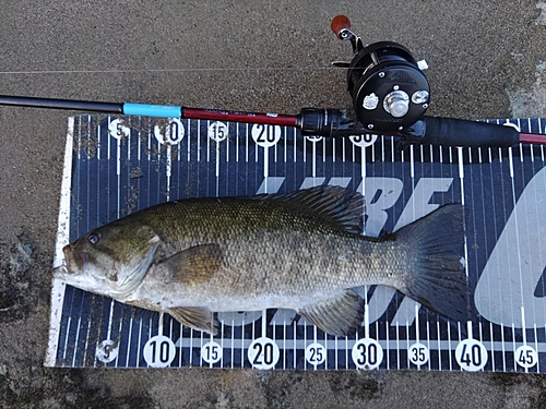 スモールマウスバスの釣果