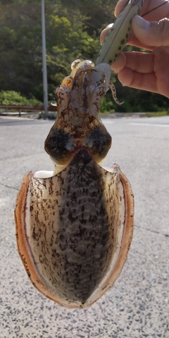 コウイカの釣果