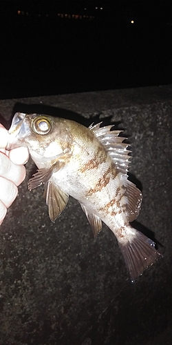 メバルの釣果