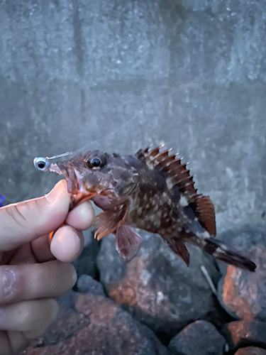 ガシラの釣果