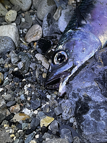 サバの釣果