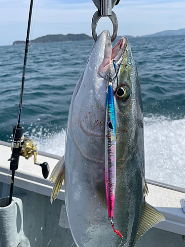 メジロの釣果