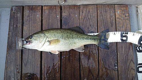 ブラックバスの釣果