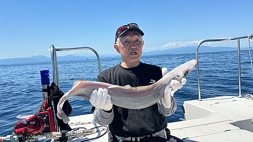 ヘラツノザメの釣果