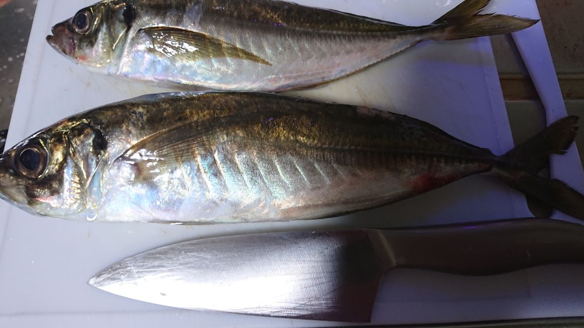 釣りバカじいさんさんの釣果 2枚目の画像