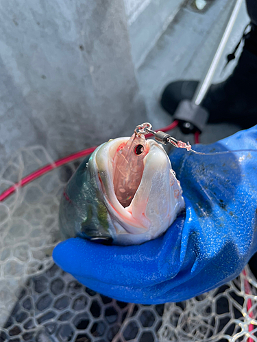 ハマチの釣果