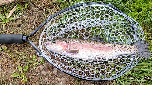 ニジマスの釣果