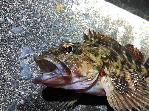 カサゴの釣果