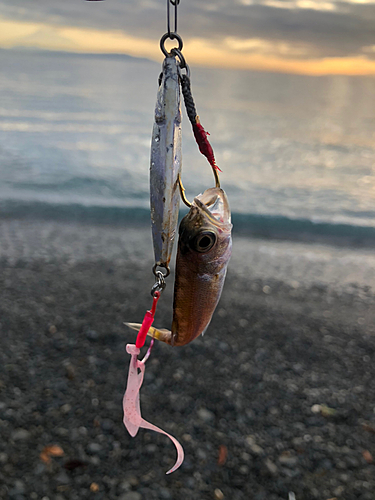 クロムツの釣果