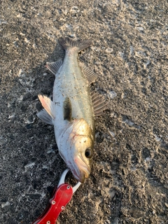 スズキの釣果