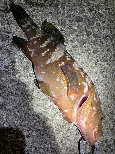 アコウの釣果