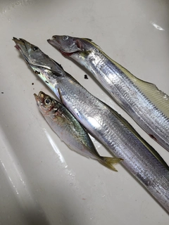 タチウオの釣果