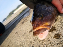 アイナメの釣果