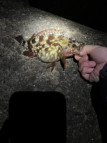 カサゴの釣果