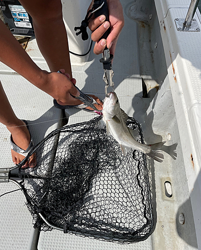 シーバスの釣果