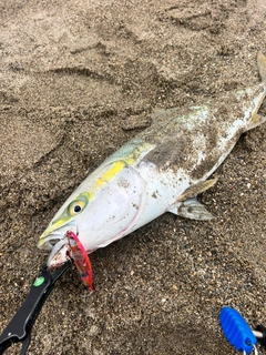 ワラサの釣果