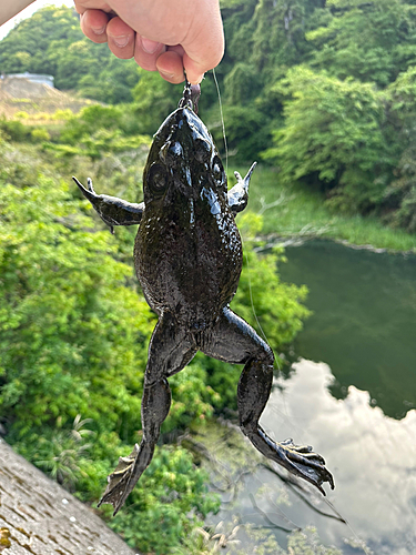 釣果