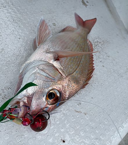 マダイの釣果